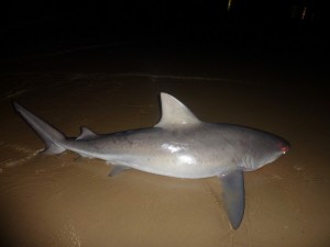 Shark