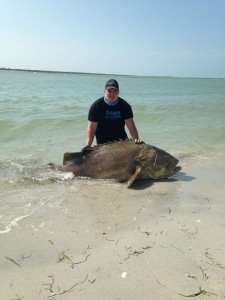Grouper